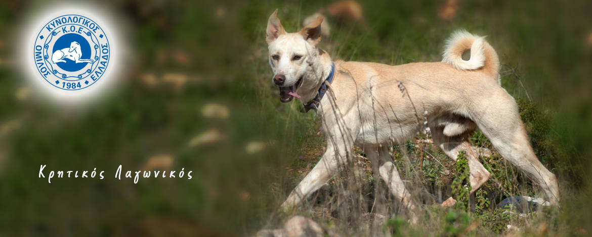 Κρητικός Λαγωνικός