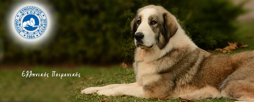 Ελληνικός Ποιμενικός