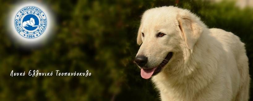 Λευκό Ελληνικό Τσοπανόσκυλο